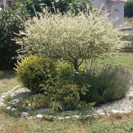 Maslina * Bibinje