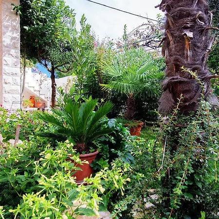 Maslina Appartement Bibinje