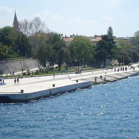 Maslina Bibinje