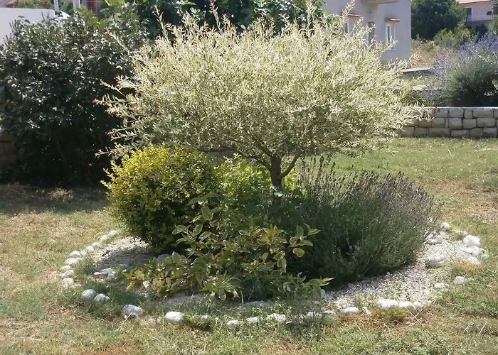 Maslina * Bibinje